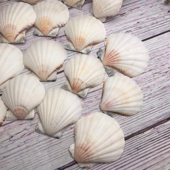 2 Dozen White /Off Scallop Shells Lot DIY Crafting SUPPLIES ornaments NAUTICAL - Picture 8 of 11